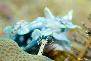 Micromelo undatus by Raoul Caprez 